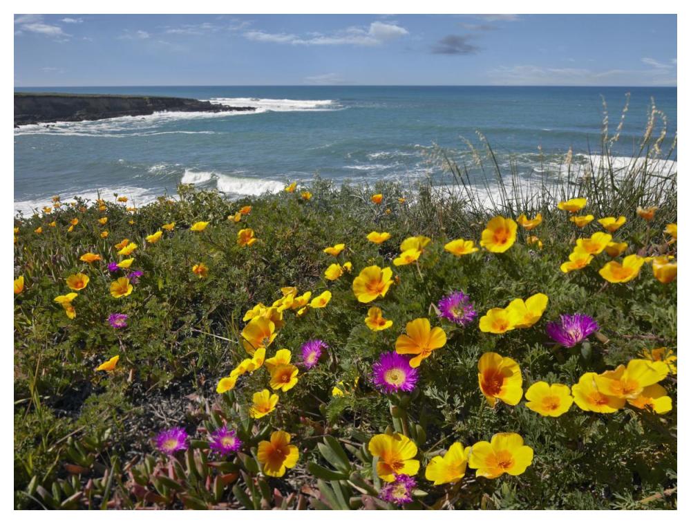 California Poppy and Iceplant, Montano de Oro State Park, California-Paper Art-50"x38"