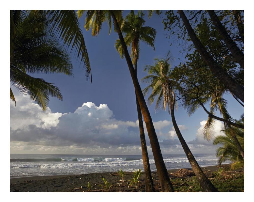 Palm trees on the beach near Marino Ballena National Park, Costa Rica-Paper Art-26"x20"