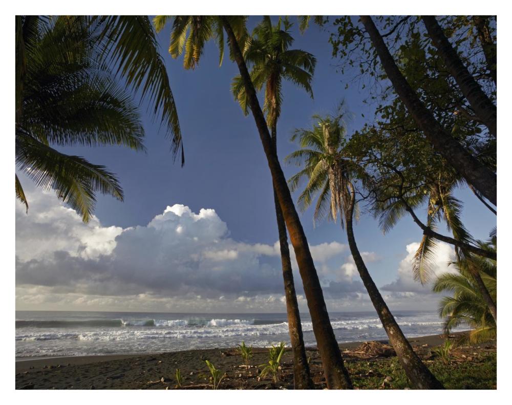 Palm trees on the beach near Marino Ballena National Park, Costa Rica-Paper Art-34"x26"