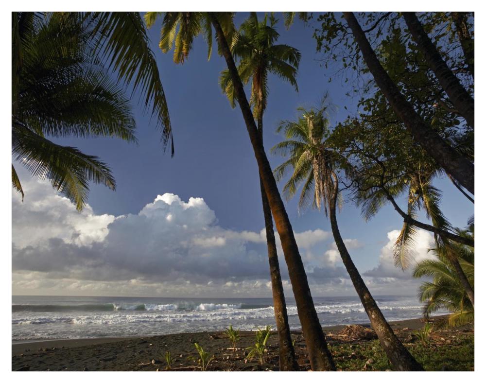 Palm trees on the beach near Marino Ballena National Park, Costa Rica-Paper Art-42"x32"