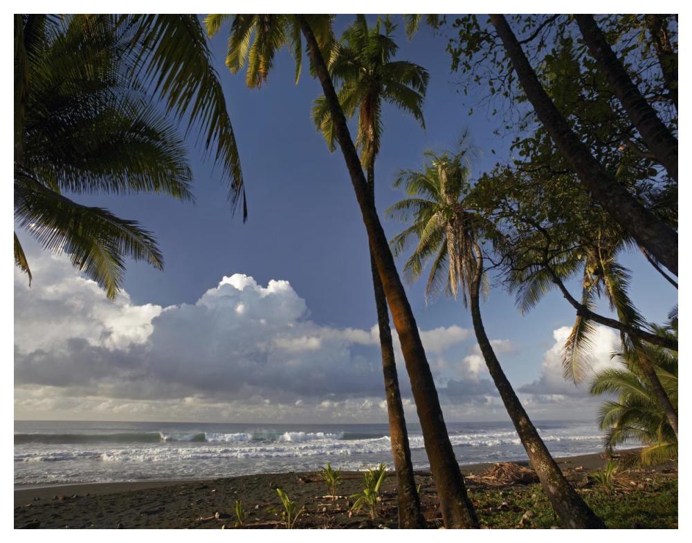 Palm trees on the beach near Marino Ballena National Park, Costa Rica-Paper Art-50"x38"