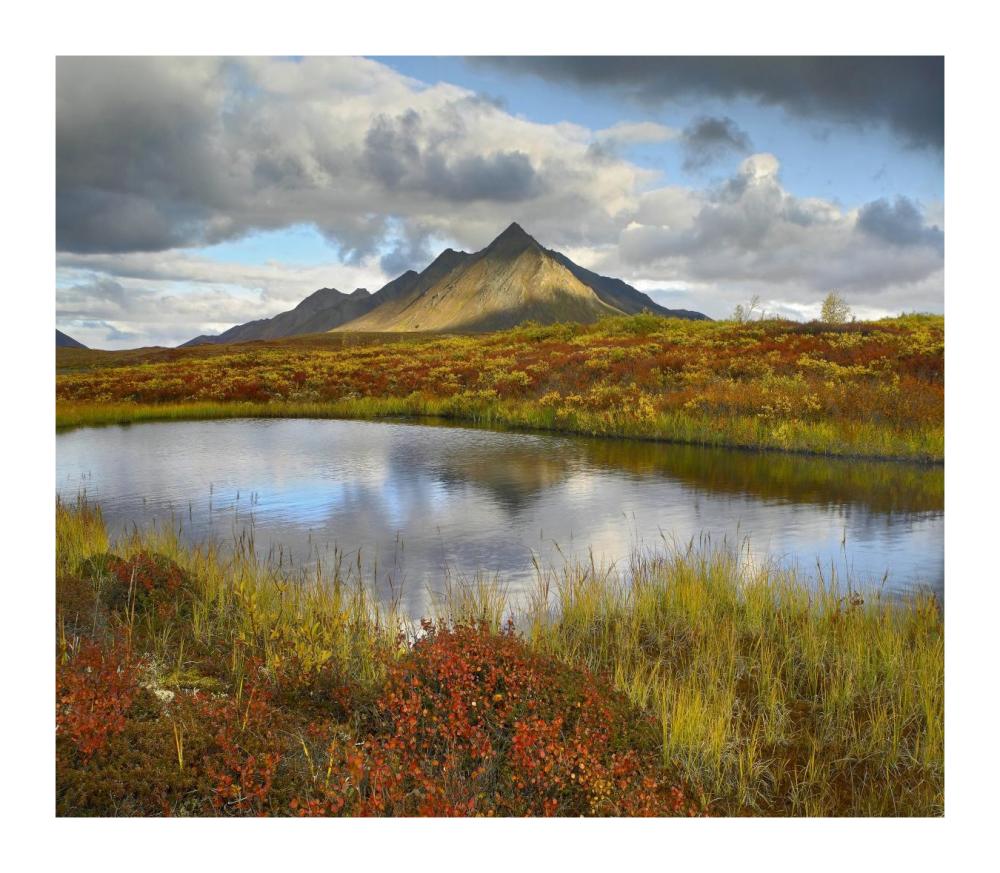 Pond and Ogilvie Mountains, Tombstone Territorial Park, Yukon, Canada-Paper Art-18"x15.76"