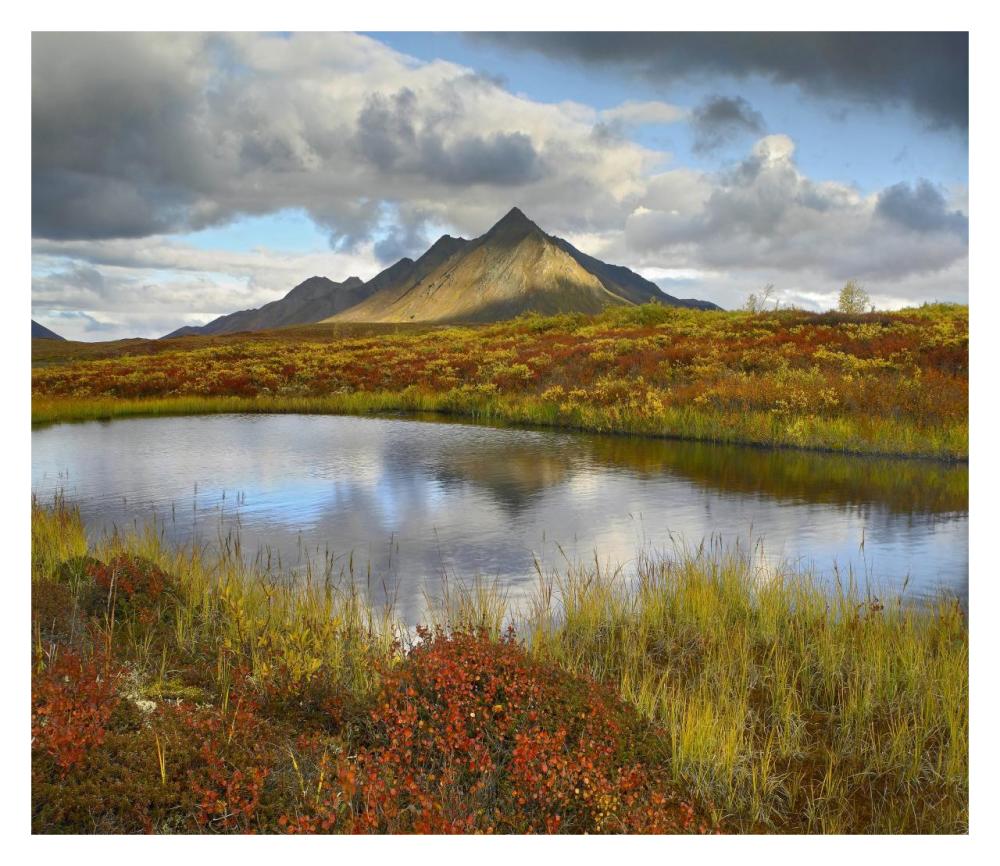 Pond and Ogilvie Mountains, Tombstone Territorial Park, Yukon, Canada-Paper Art-32"x27.8"