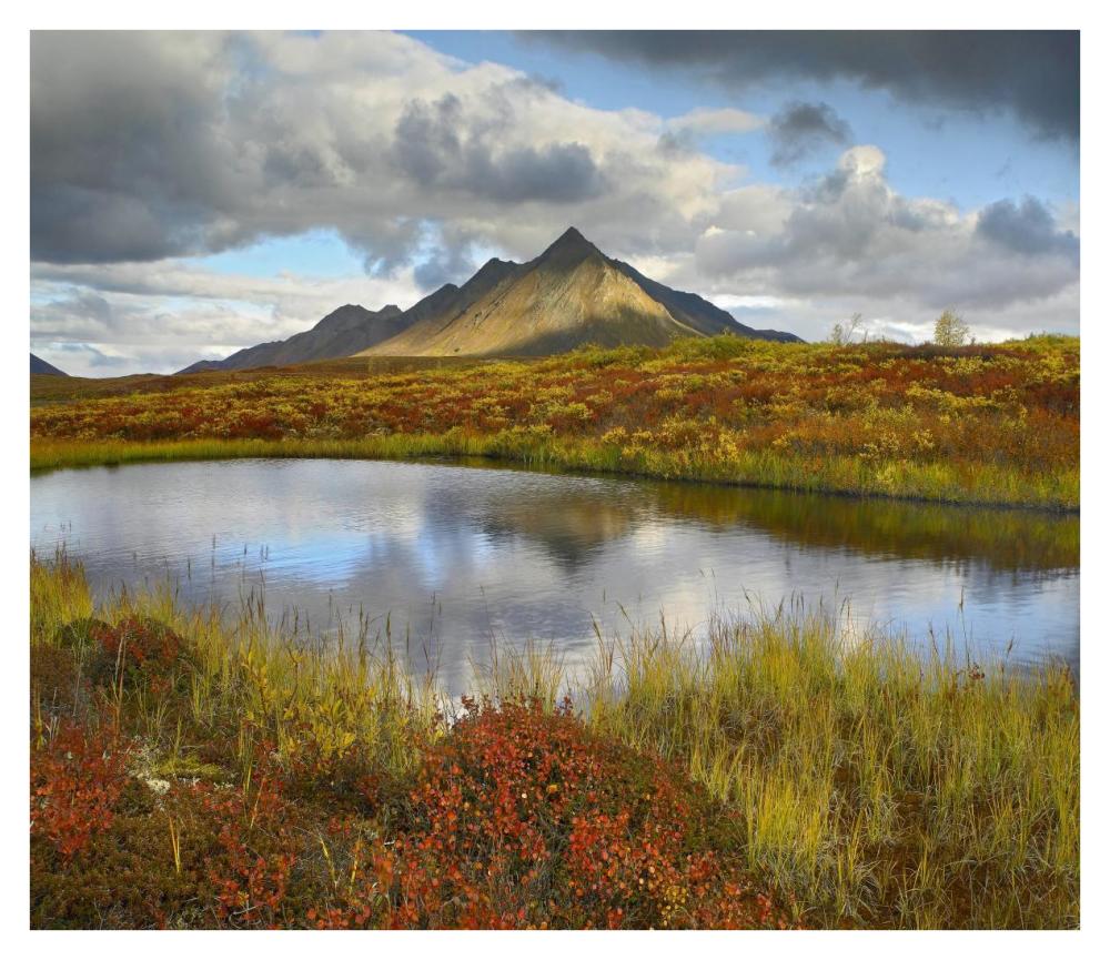 Pond and Ogilvie Mountains, Tombstone Territorial Park, Yukon, Canada-Paper Art-38"x32.96"