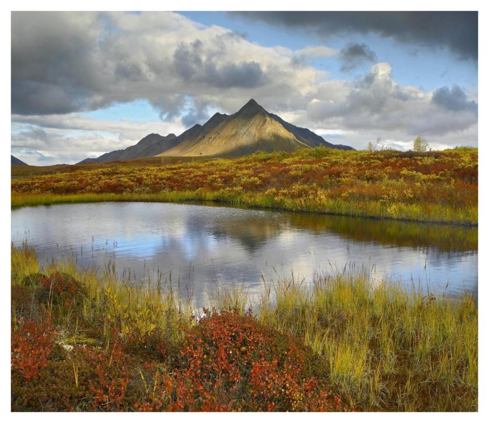 Pond and Ogilvie Mountains, Tombstone Territorial Park, Yukon, Canada-Paper Art-46"x39.84"