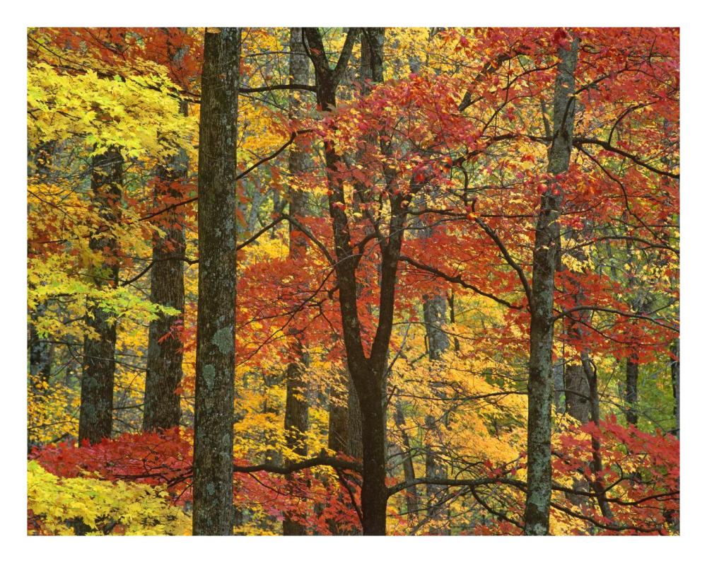 Maple trees in autumn, Great Smoky Mountains National Park, Tennessee-Paper Art-26"x20"