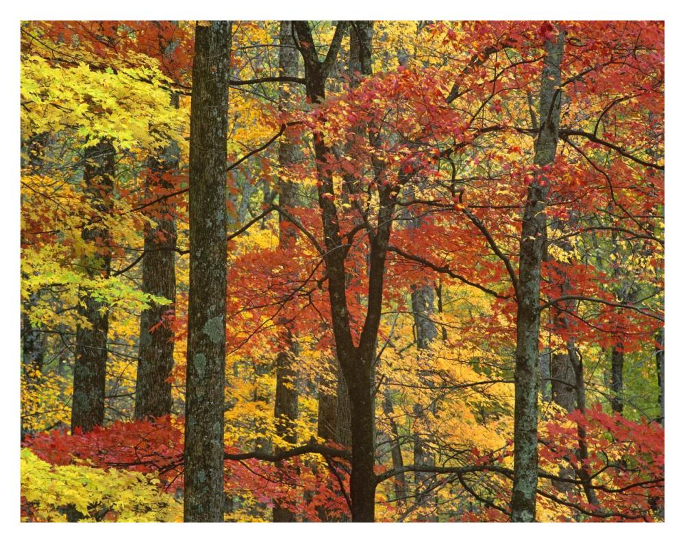 Maple trees in autumn, Great Smoky Mountains National Park, Tennessee-Paper Art-34"x26"