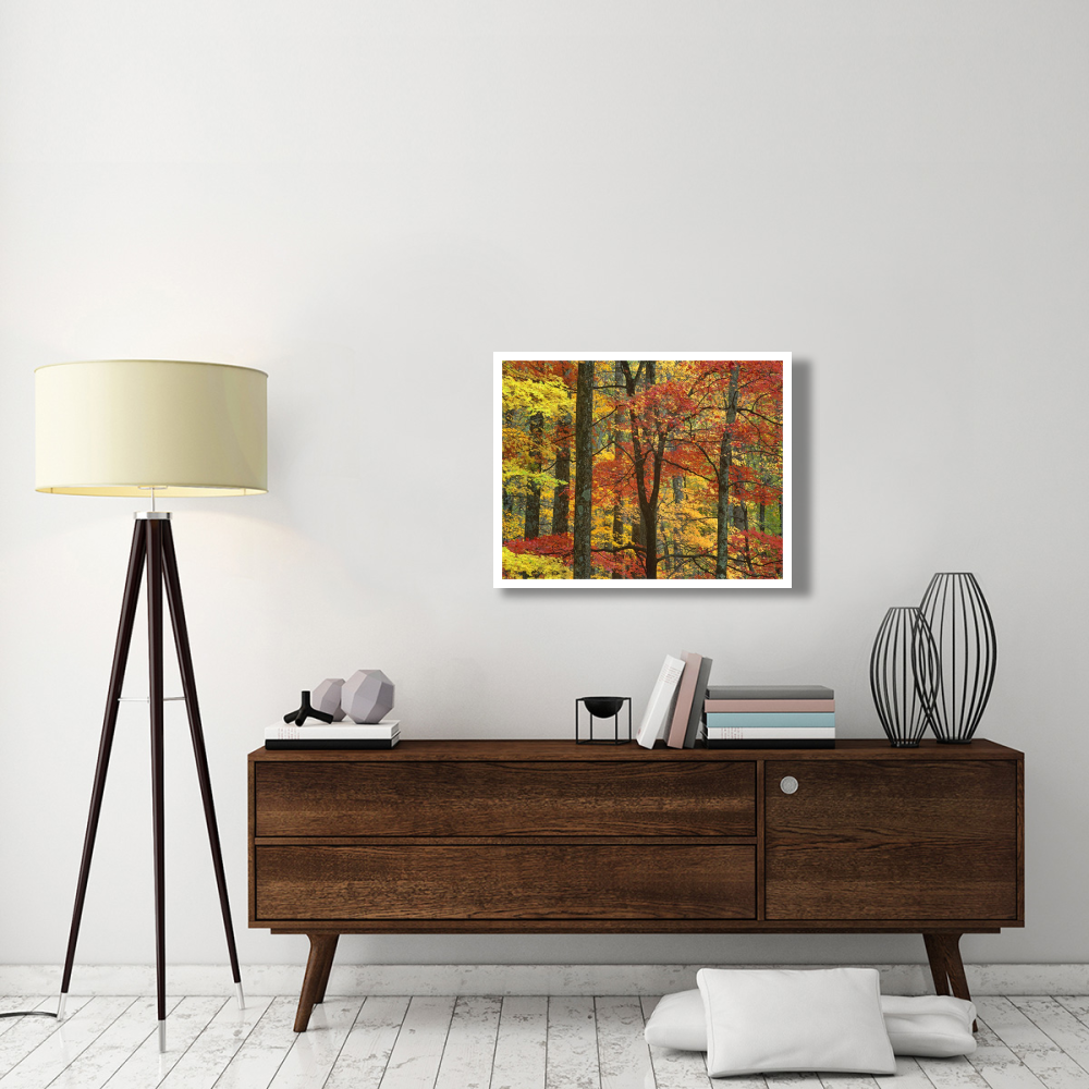 Maple trees in autumn, Great Smoky Mountains National Park, Tennessee-Paper Art-34&quotx26"