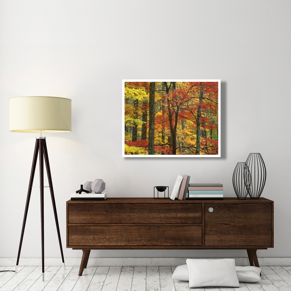 Maple trees in autumn, Great Smoky Mountains National Park, Tennessee-Paper Art-42&quotx32"