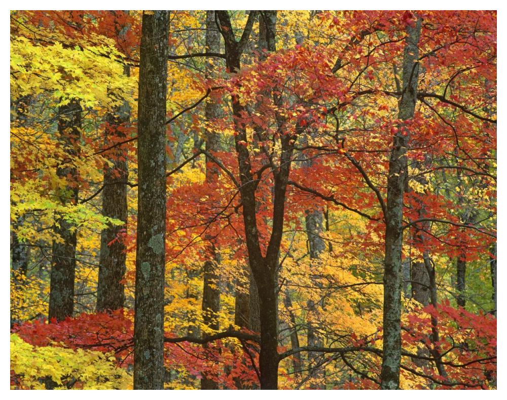 Maple trees in autumn, Great Smoky Mountains National Park, Tennessee-Paper Art-50"x38"