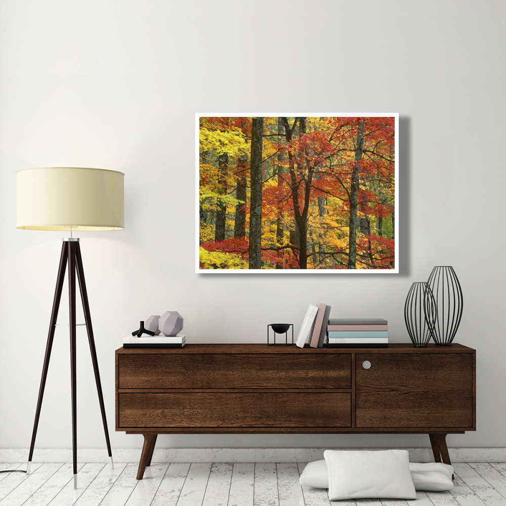 Maple trees in autumn, Great Smoky Mountains National Park, Tennessee-Paper Art-50&quotx38"