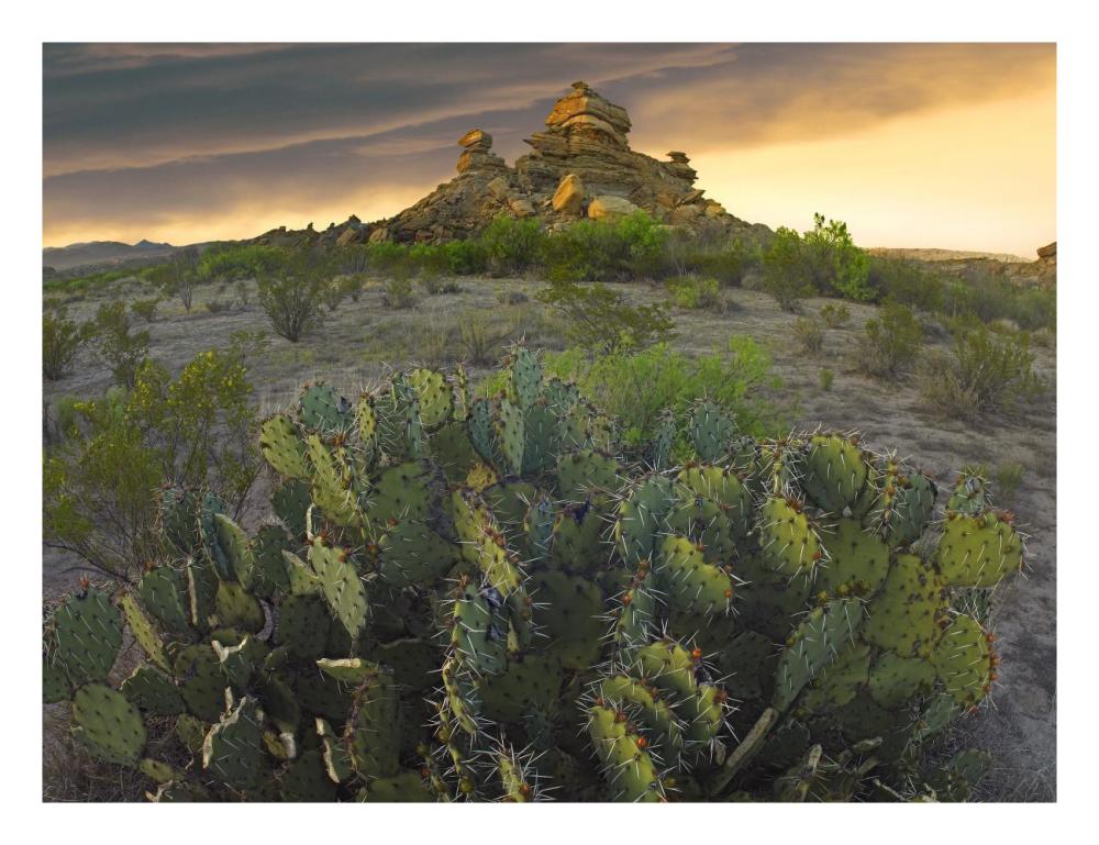 Opuntia and hoodoos, Big Bend National Park, Chihuahuan Desert, Texas-Paper Art-26"x20"