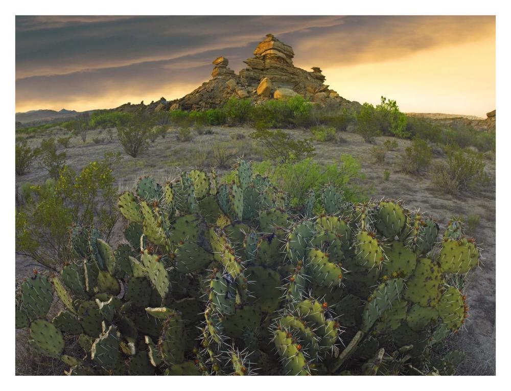 Opuntia and hoodoos, Big Bend National Park, Chihuahuan Desert, Texas-Paper Art-34"x26"
