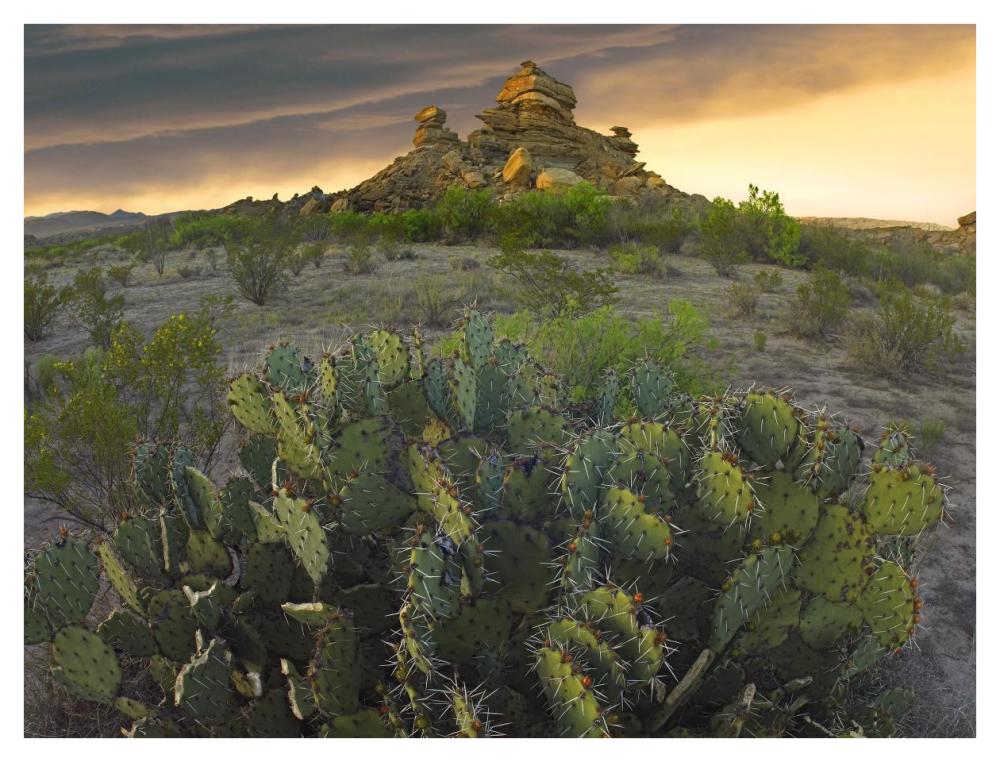 Opuntia and hoodoos, Big Bend National Park, Chihuahuan Desert, Texas-Paper Art-42"x32"