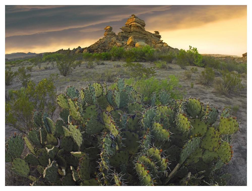 Opuntia and hoodoos, Big Bend National Park, Chihuahuan Desert, Texas-Paper Art-50"x38"