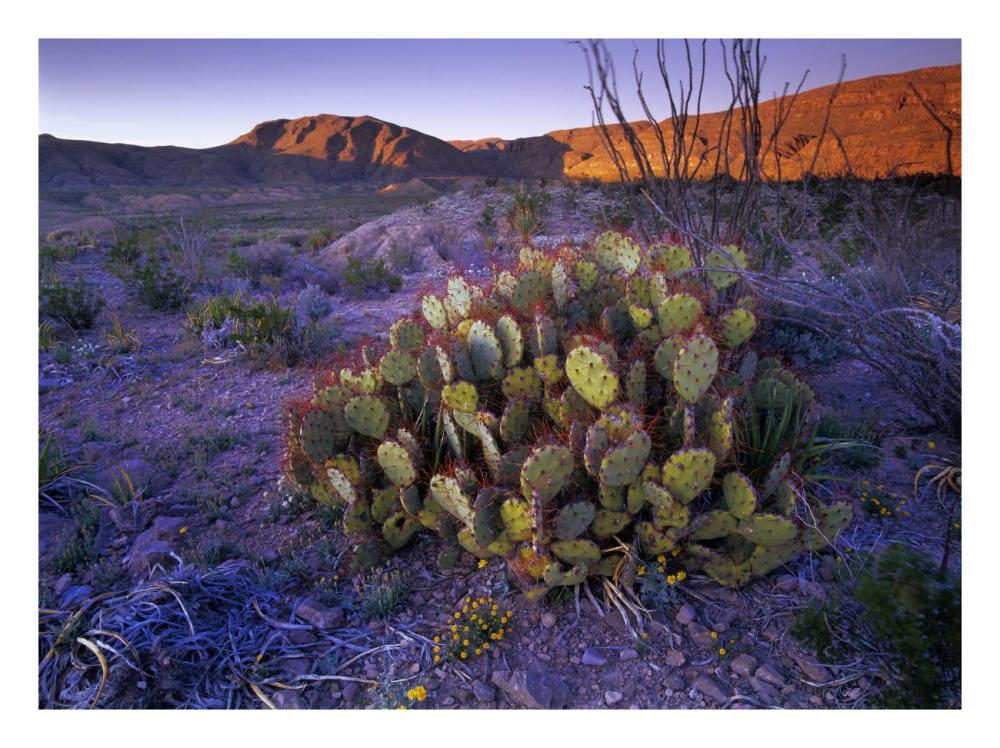 Opuntia in Chihuahuan Desert landscape, Big Bend National Park, Texas-Paper Art-26"x20"