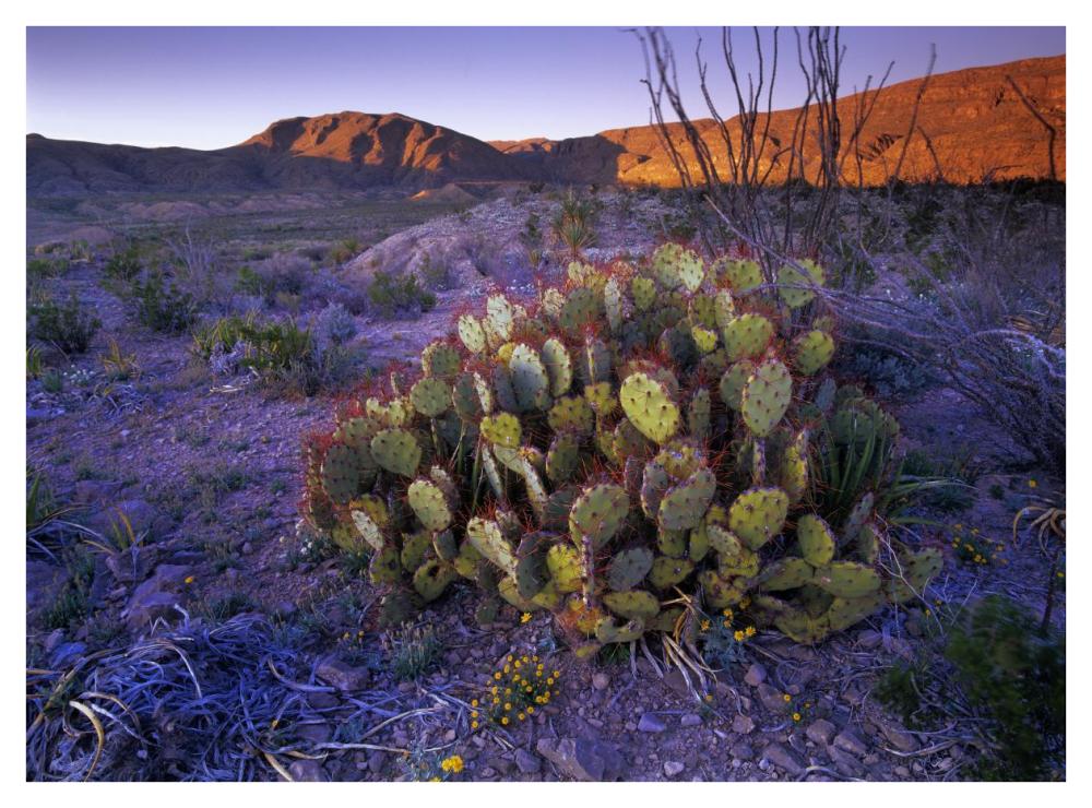 Opuntia in Chihuahuan Desert landscape, Big Bend National Park, Texas-Paper Art-42"x32"