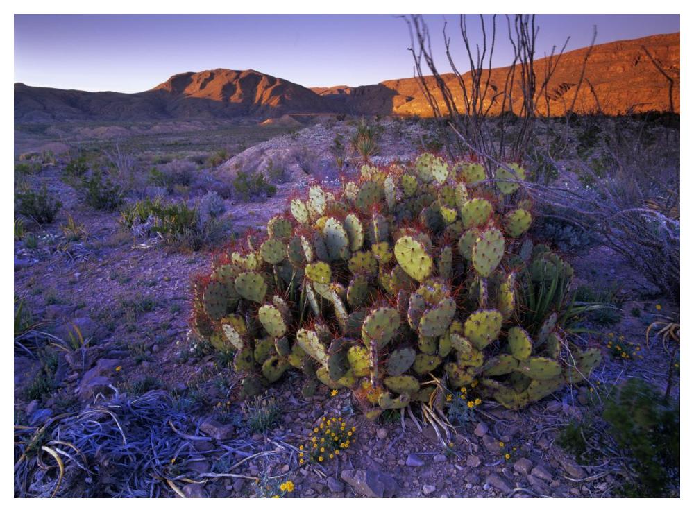 Opuntia in Chihuahuan Desert landscape, Big Bend National Park, Texas-Paper Art-50"x38"
