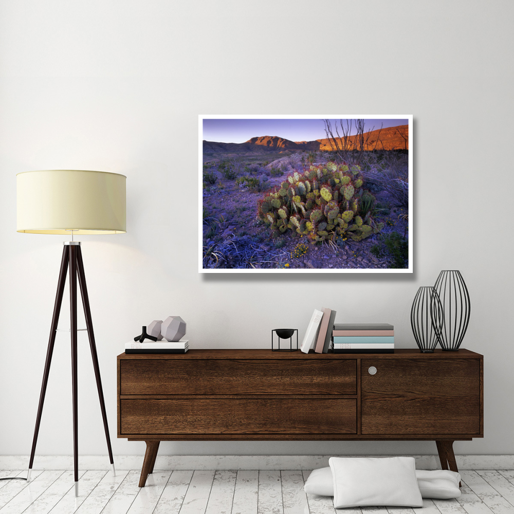 Opuntia in Chihuahuan Desert landscape, Big Bend National Park, Texas-Paper Art-50&quotx38"