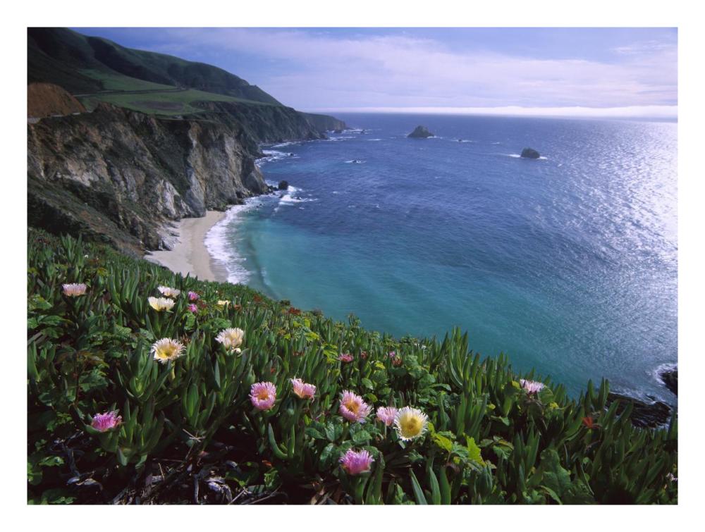 Ice Plant or Hottentot Fig Big Sur coast near Bixby Creek, California-Paper Art-26"x20"