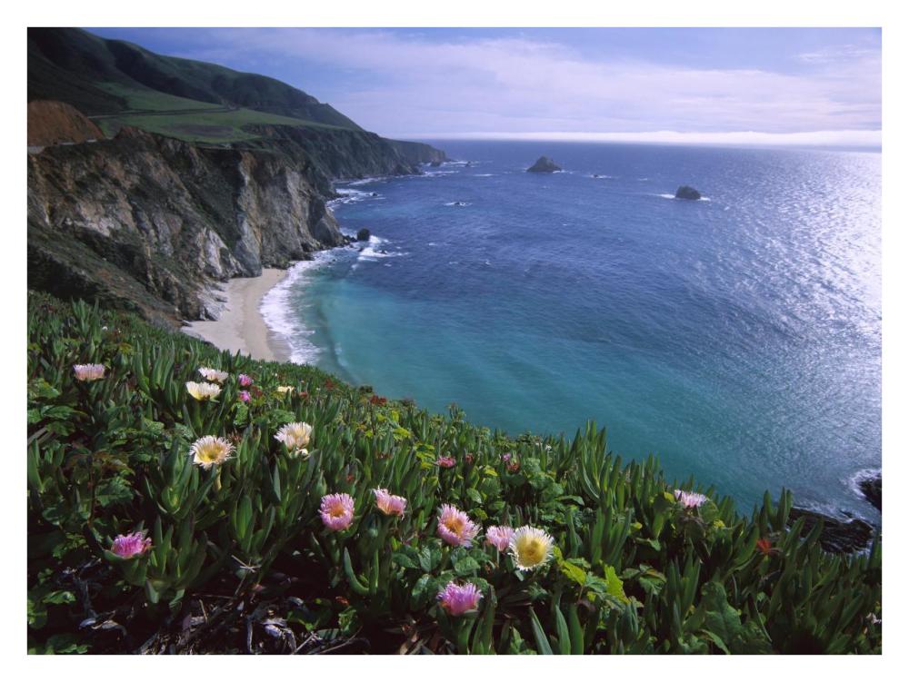 Ice Plant or Hottentot Fig Big Sur coast near Bixby Creek, California-Paper Art-34"x26"