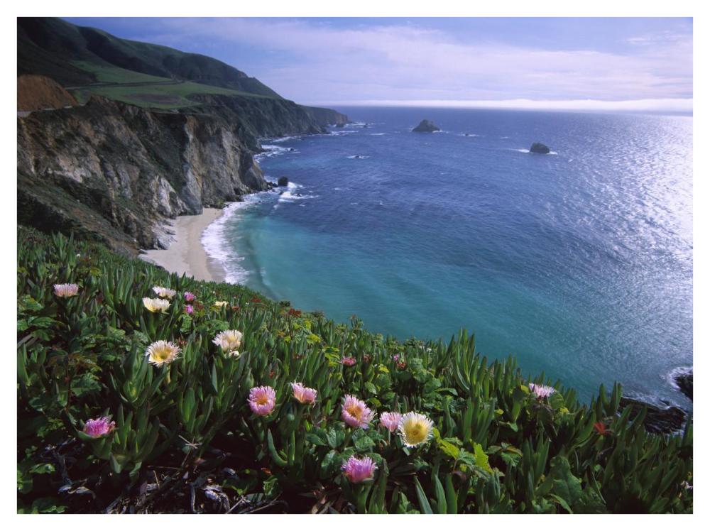 Ice Plant or Hottentot Fig Big Sur coast near Bixby Creek, California-Paper Art-42"x32"