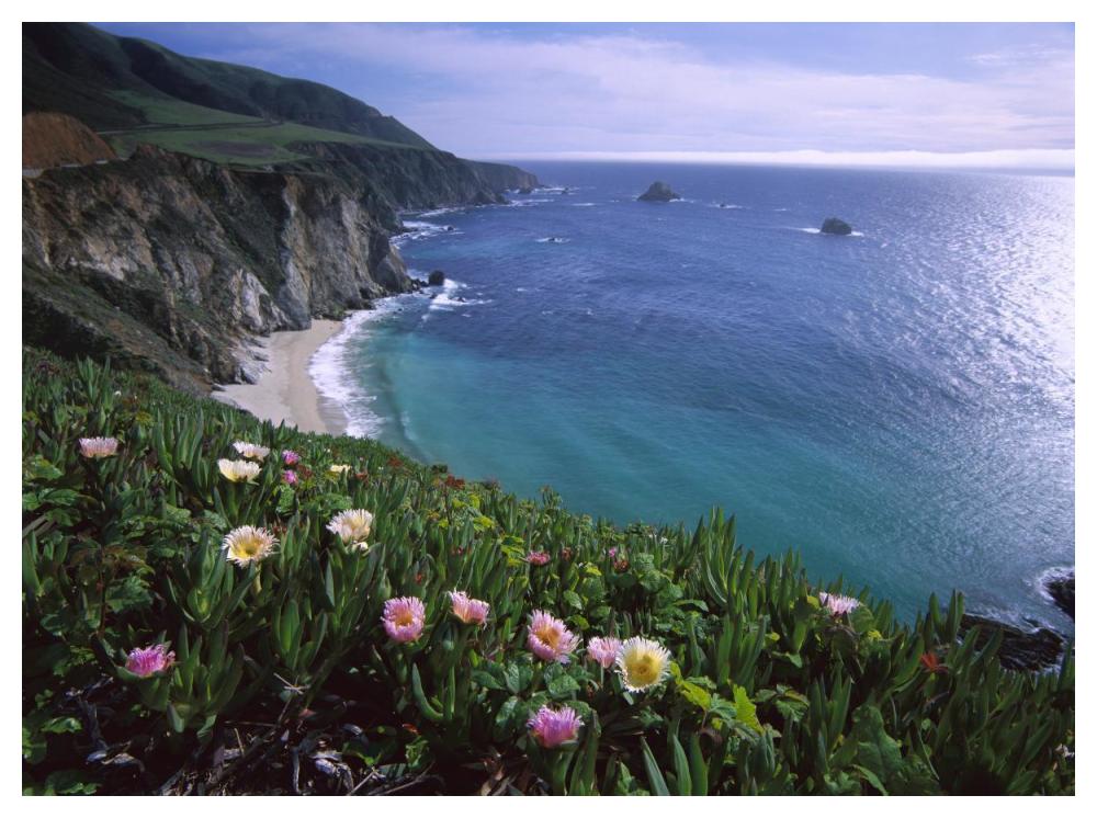 Ice Plant or Hottentot Fig Big Sur coast near Bixby Creek, California-Paper Art-50"x38"