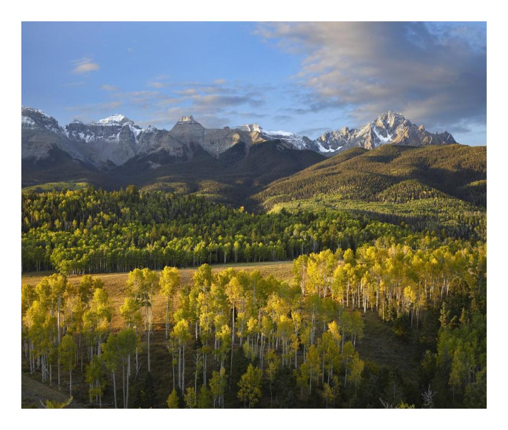 Quaking Aspen forest and Mount Sneffels, San Juan Mountains, Colorado-Paper Art-24"x20.26"