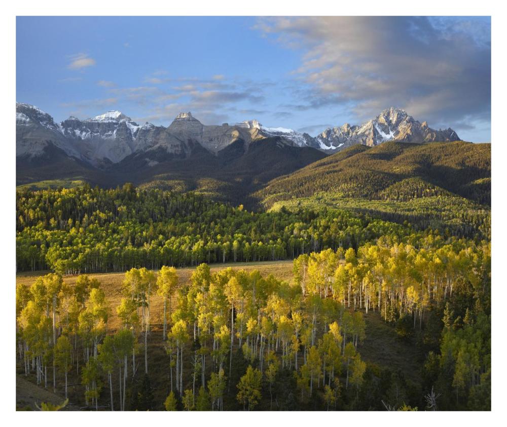 Quaking Aspen forest and Mount Sneffels, San Juan Mountains, Colorado-Paper Art-32"x26.9"