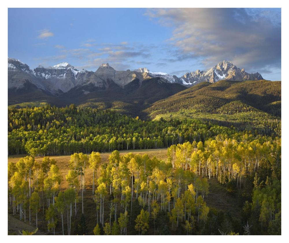 Quaking Aspen forest and Mount Sneffels, San Juan Mountains, Colorado-Paper Art-38"x31.88"