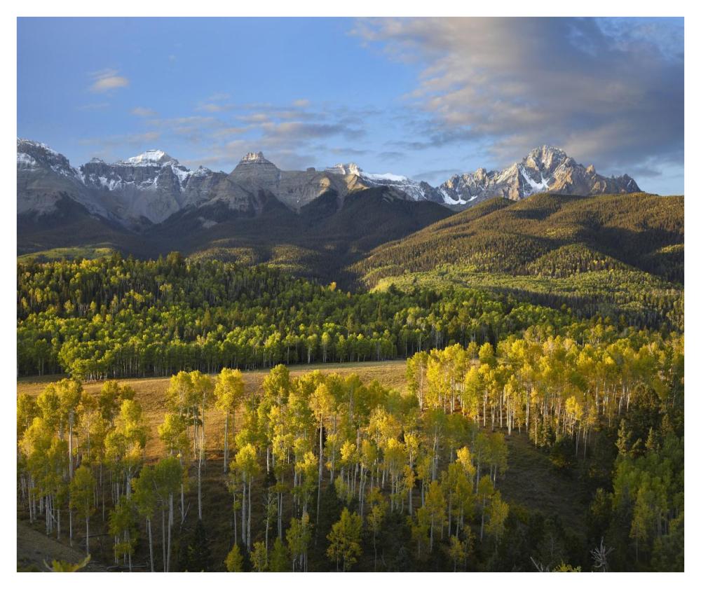 Quaking Aspen forest and Mount Sneffels, San Juan Mountains, Colorado-Paper Art-42"x35.2"