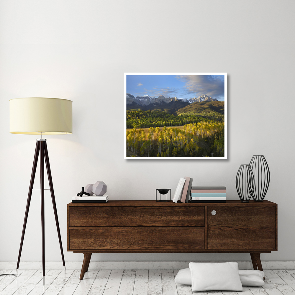 Quaking Aspen forest and Mount Sneffels, San Juan Mountains, Colorado-Paper Art-42&quotx35.2"