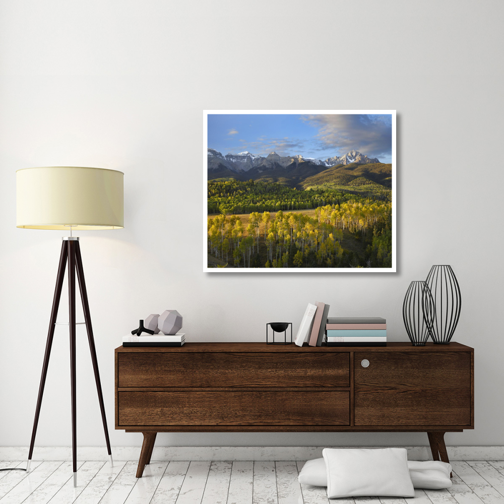 Quaking Aspen forest and Mount Sneffels, San Juan Mountains, Colorado-Paper Art-46&quotx38.52"