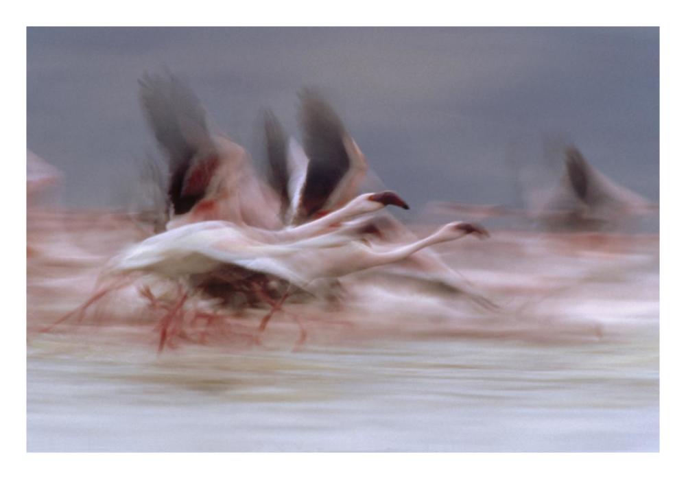 Lesser Flamingo flock taking flight from the surface of a lake, Kenya-Paper Art-26"x18"