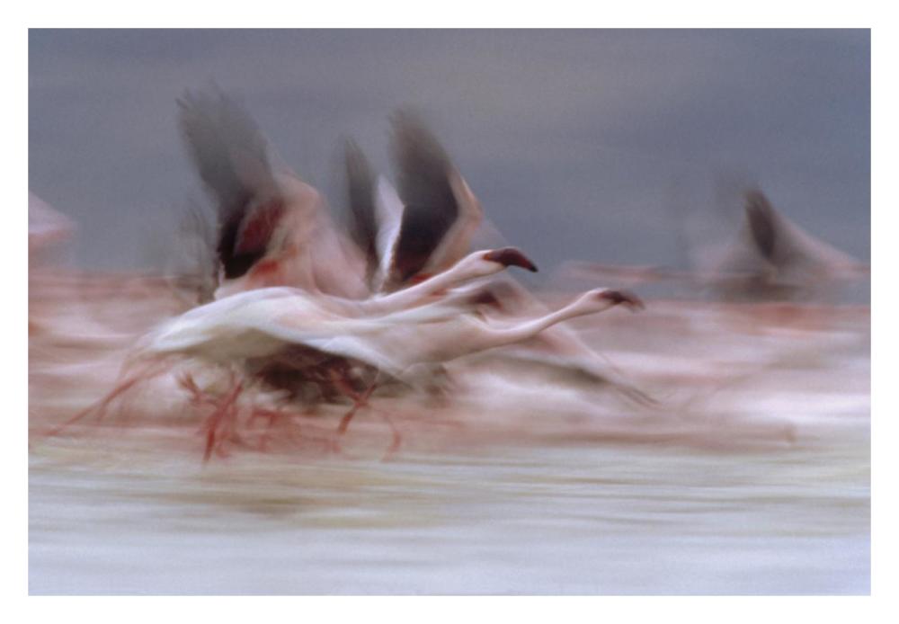 Lesser Flamingo flock taking flight from the surface of a lake, Kenya-Paper Art-32"x22"