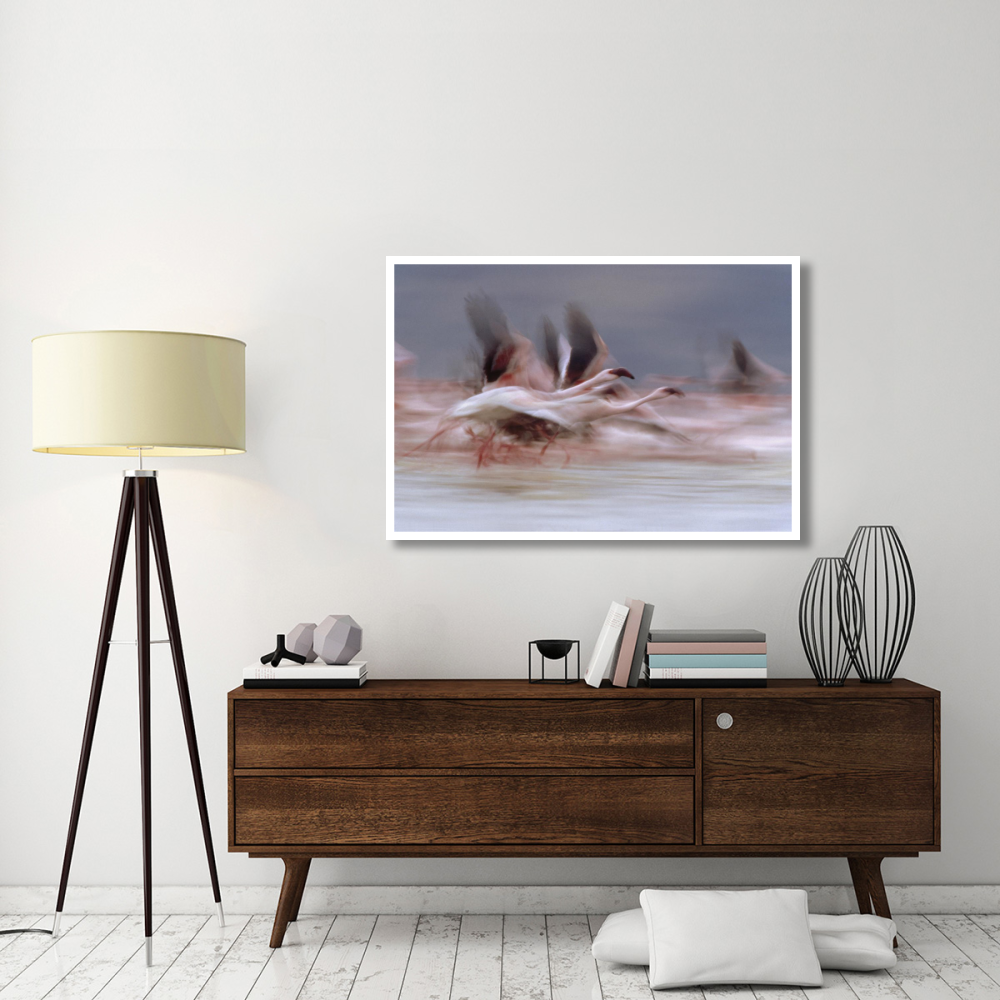 Lesser Flamingo flock taking flight from the surface of a lake, Kenya-Paper Art-50&quotx34"