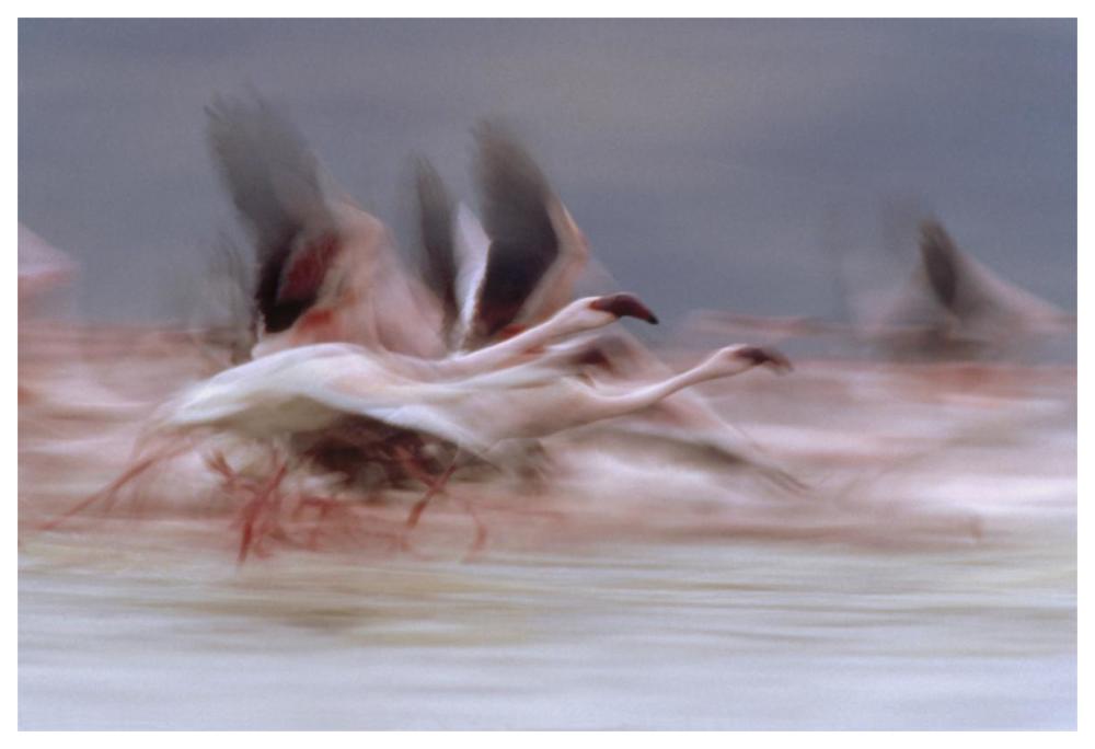 Lesser Flamingo flock taking flight from the surface of a lake, Kenya-Paper Art-62"x42"