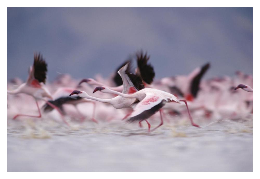 Lesser Flamingo flock taking flight from the surface of a lake, Kenya-Paper Art-20"x14"