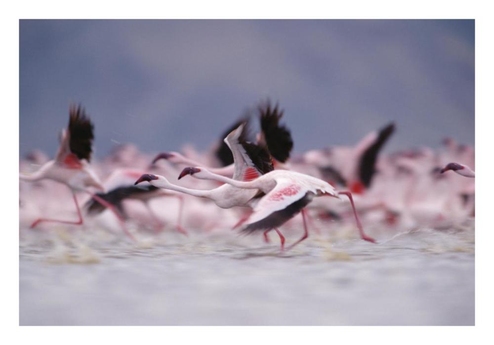 Lesser Flamingo flock taking flight from the surface of a lake, Kenya-Paper Art-26"x18"