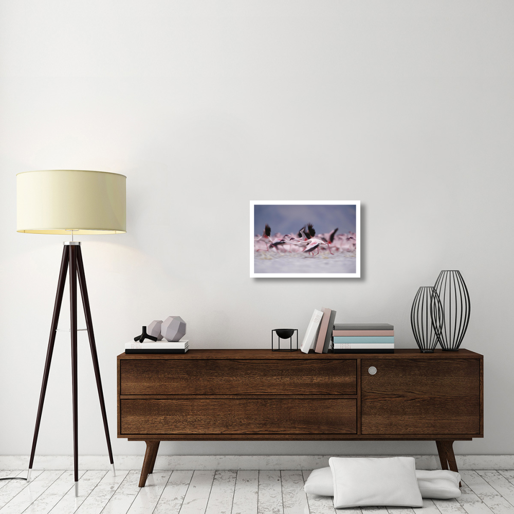 Lesser Flamingo flock taking flight from the surface of a lake, Kenya-Paper Art-26&quotx18"