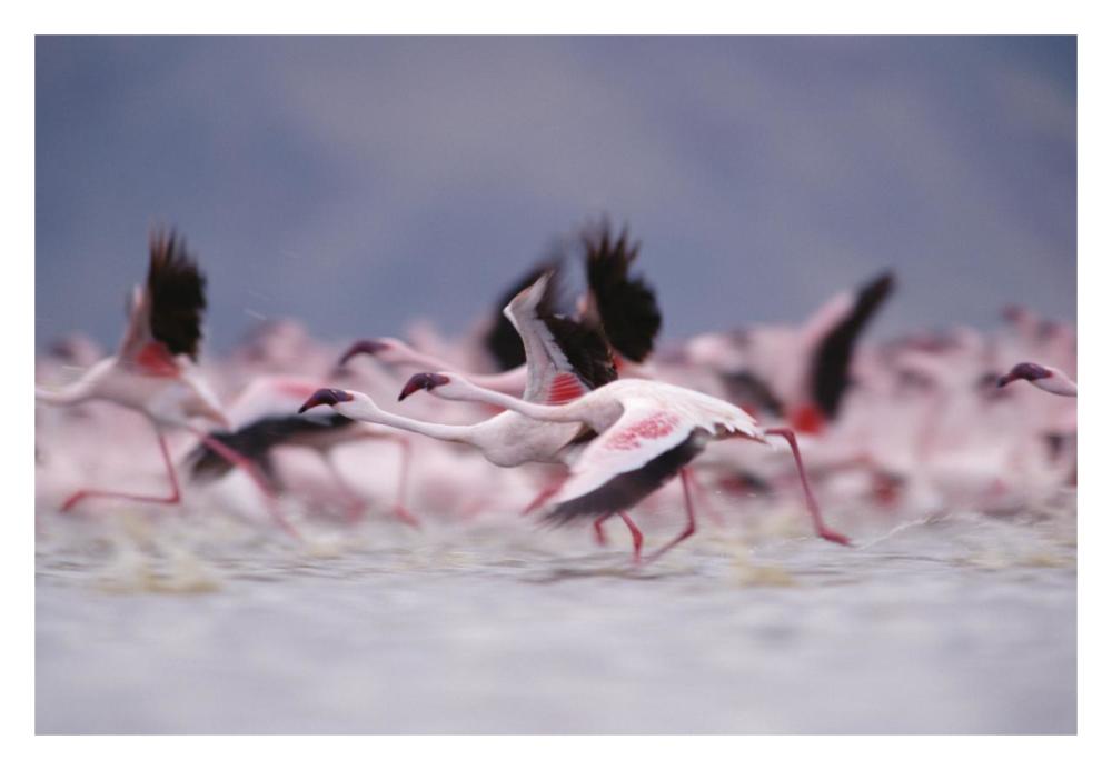 Lesser Flamingo flock taking flight from the surface of a lake, Kenya-Paper Art-32"x22"