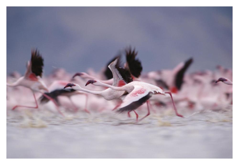 Lesser Flamingo flock taking flight from the surface of a lake, Kenya-Paper Art-38"x26"