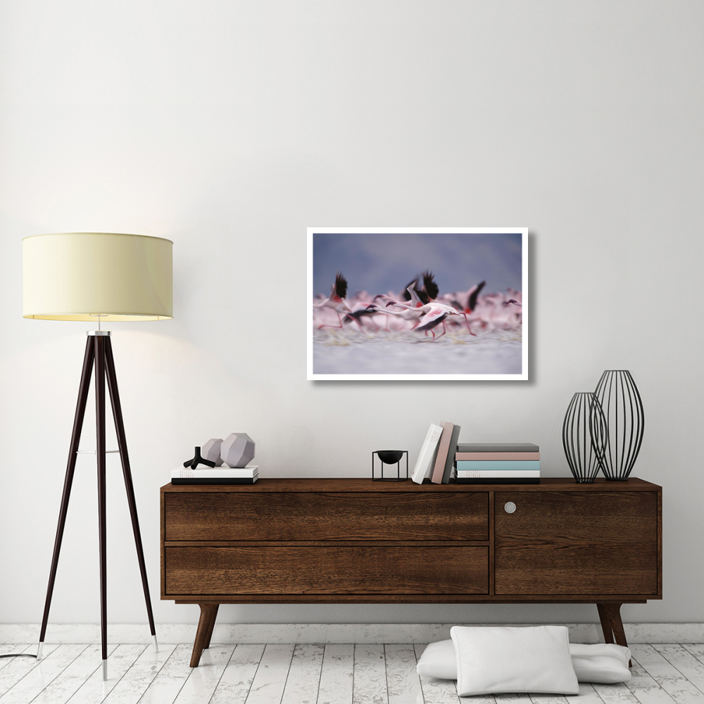 Lesser Flamingo flock taking flight from the surface of a lake, Kenya-Paper Art-38&quotx26"