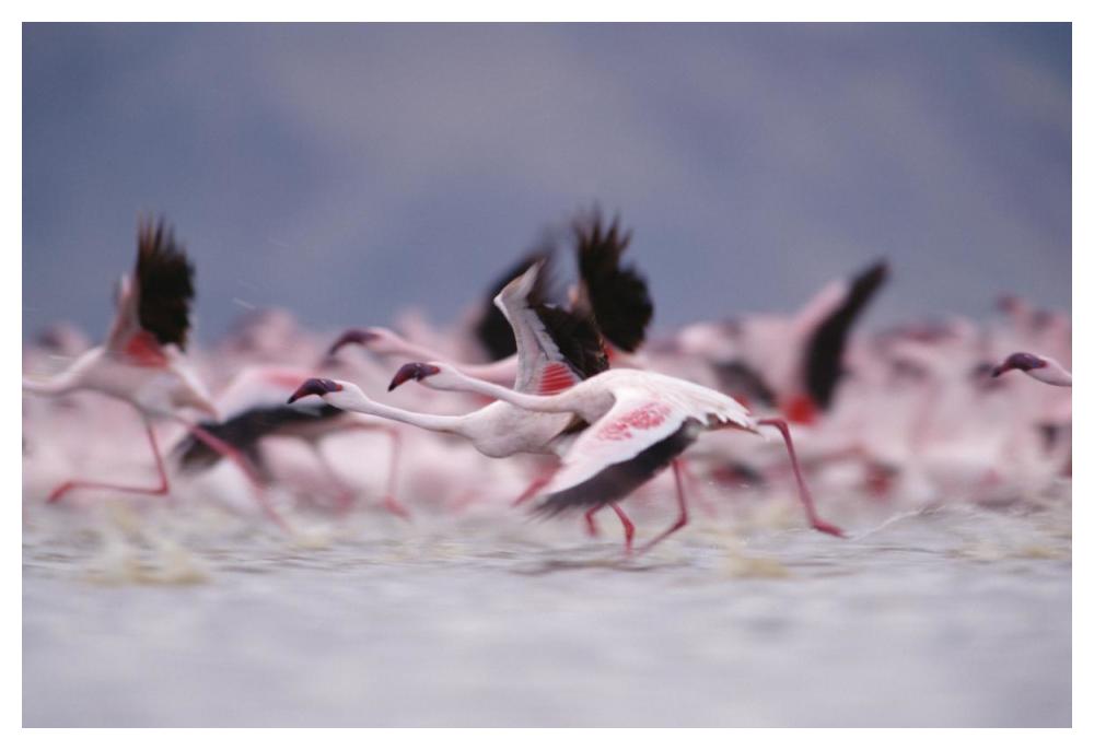 Lesser Flamingo flock taking flight from the surface of a lake, Kenya-Paper Art-50"x34"