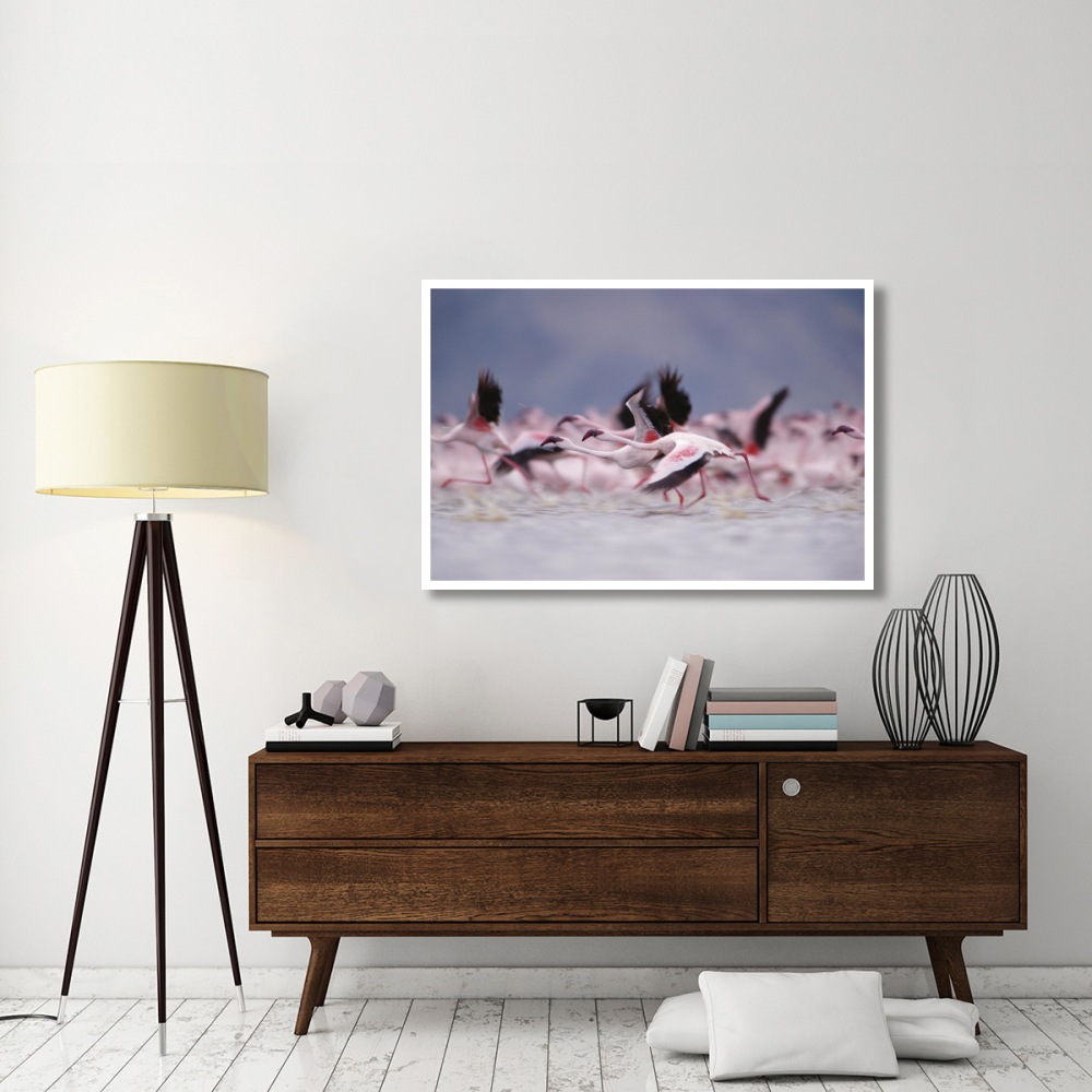 Lesser Flamingo flock taking flight from the surface of a lake, Kenya-Paper Art-50&quotx34"