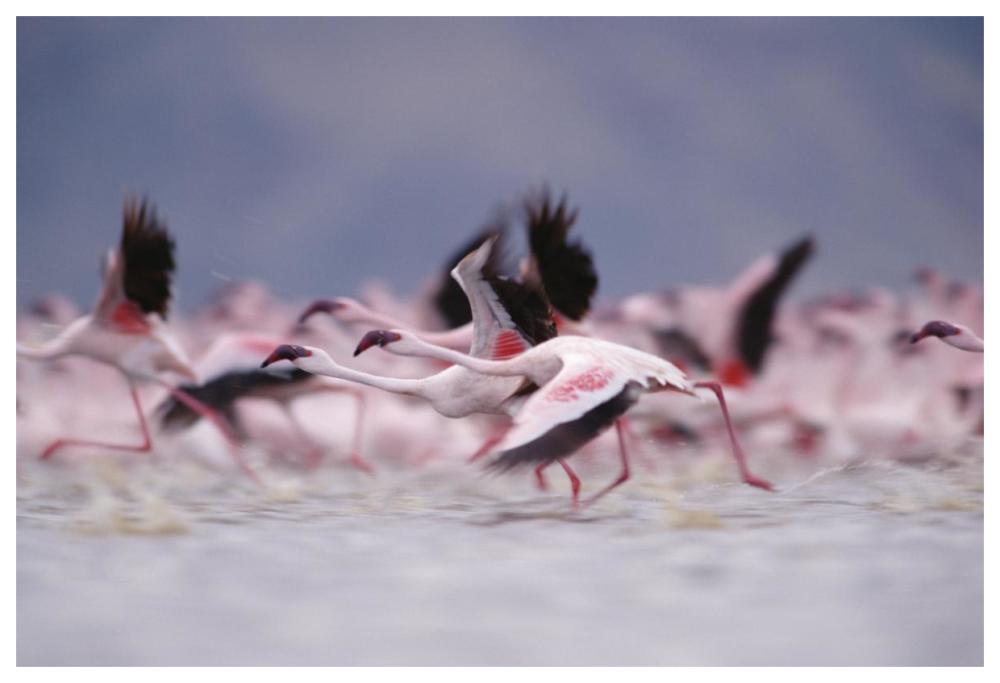 Lesser Flamingo flock taking flight from the surface of a lake, Kenya-Paper Art-62"x42"