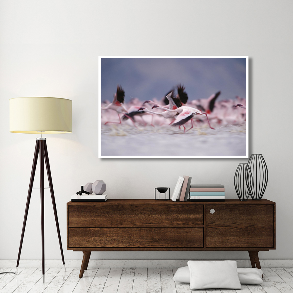 Lesser Flamingo flock taking flight from the surface of a lake, Kenya-Paper Art-62&quotx42"