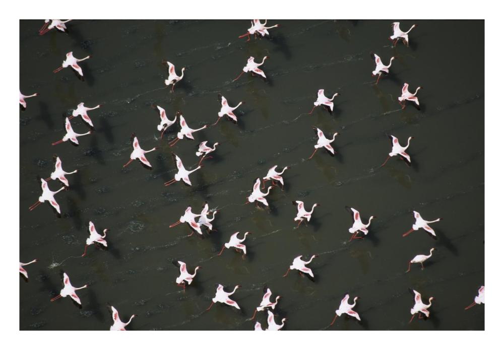 Lesser Flamingo flock taking flight from the surface of a lake, Kenya-Paper Art-26"x18"