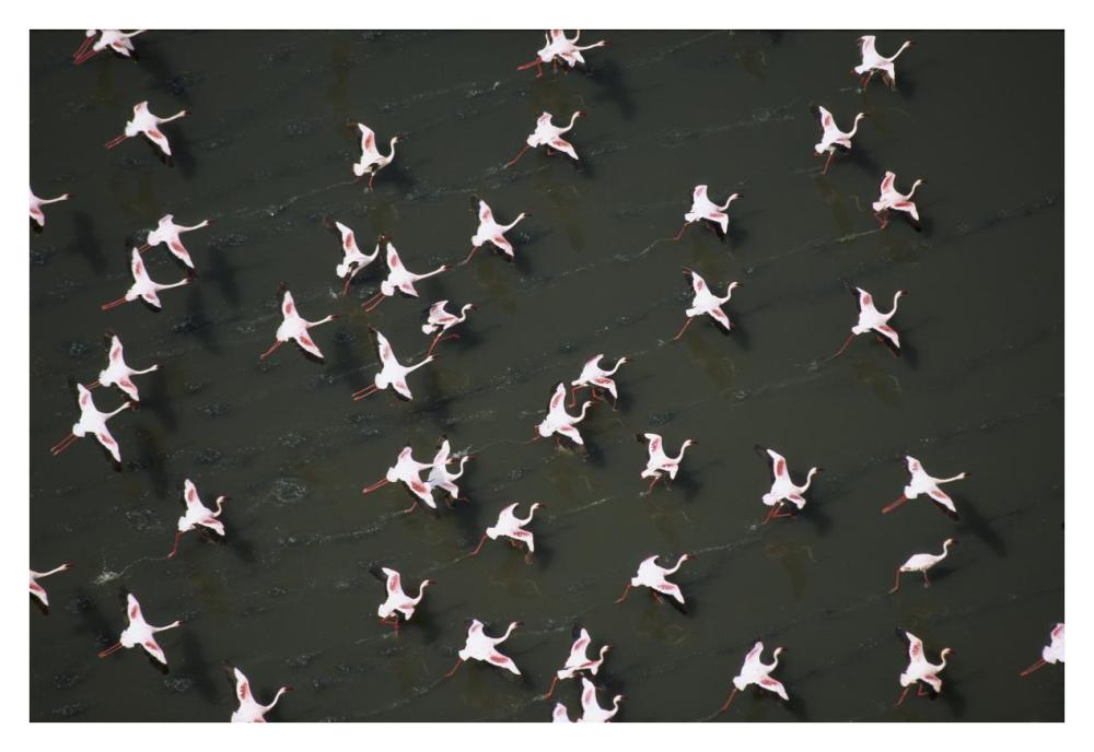 Lesser Flamingo flock taking flight from the surface of a lake, Kenya-Paper Art-38"x26"