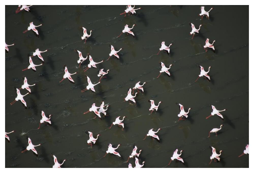 Lesser Flamingo flock taking flight from the surface of a lake, Kenya-Paper Art-50"x34"